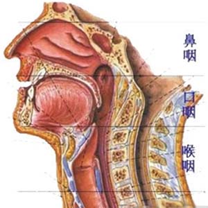 慢性鼻炎解剖图4