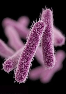 美现首例“超级细菌” 任何抗生素都无能为力